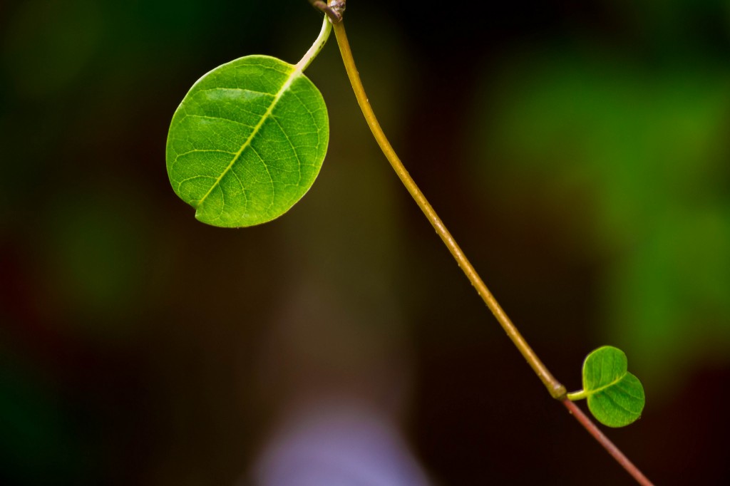 Green Leaves - by Flickr user Thangaraj Kumaravel, Creative Commons license